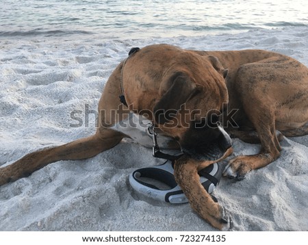 dog laying in the sand on the shore of an ocean at sunset 