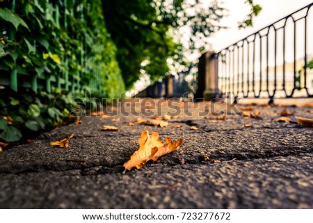 Rainy autumn day in the city, an alley in the park running along the embankment with a lying oak leaf. Close up view from the level of granite pavement, image in the yellow-blue toning