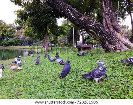 Birds that are together,Birds garden in the park,Birds are grouped together 