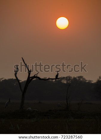 Darter sitting on a tree with setting sun in the background