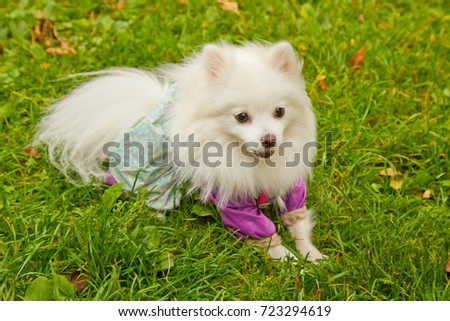 pretty cute white pomeranian spitz dog