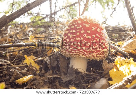 Red mushroom in forest of brushwood