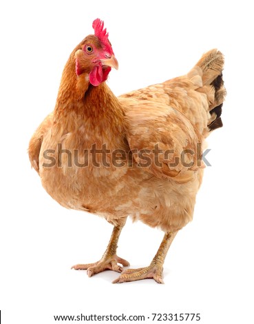 Young brown hen isolated on white background. Royalty-Free Stock Photo #723315775