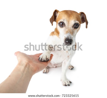 Give me a paw, you can trust me!  modest insecure cute small dog giving five!  White background