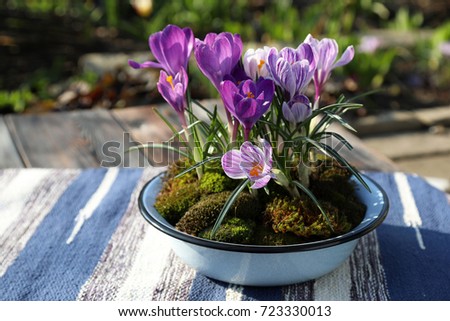 Crocuses in a bowl. A bright spring composition on a sunny day.