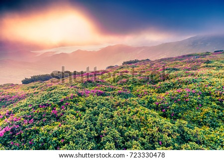 Dramatic summer sunrise with fields of blooming rhododendron flowers. Splendid outdoors scene in the Carpathian mountains, Ukraine, Europe. Beauty of nature concept background.