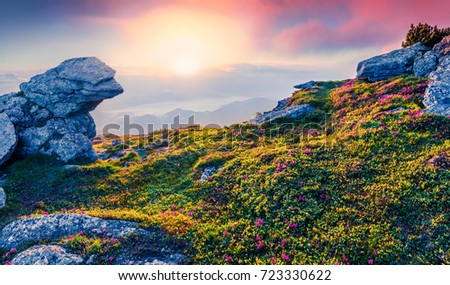 Impressive summer view of fields of blooming rhododendron flowers. Splendid morning scene of Carpathian mountains in June, Ukraine, Europe. Beauty of nature concept background. 