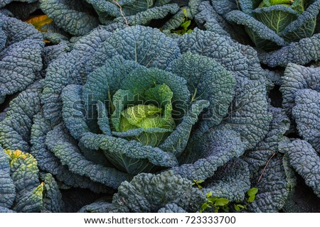 savoy cabbage grows in garden Royalty-Free Stock Photo #723333700