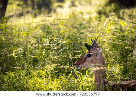 Young impala enjoying the shadow