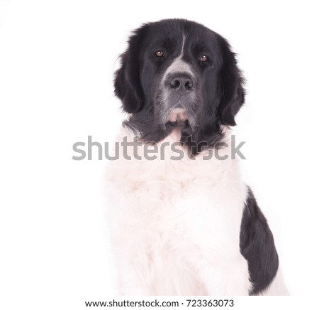 puppy landseer in front of white background