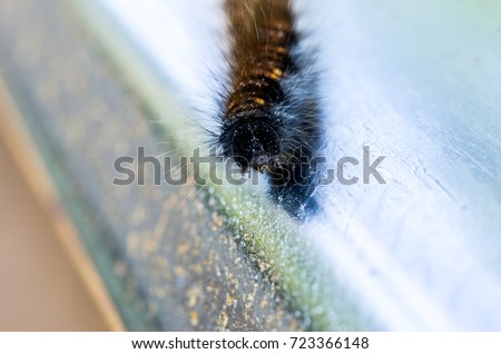 Macro survey of the head of the forest caterpillar.