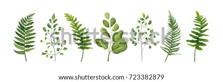 Vector designer elements set collection of green forest fern frond maidenhair greenery art foliage natural leaves herb in watercolor style collection. Decorative beauty elegant illustration for design Royalty-Free Stock Photo #723382879