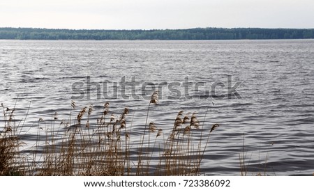 The plant and  trees, lake  background.