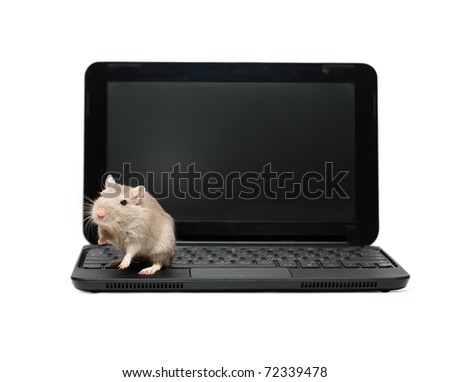 Real gray  mouse sitting on modern black laptop. Isolated on white background