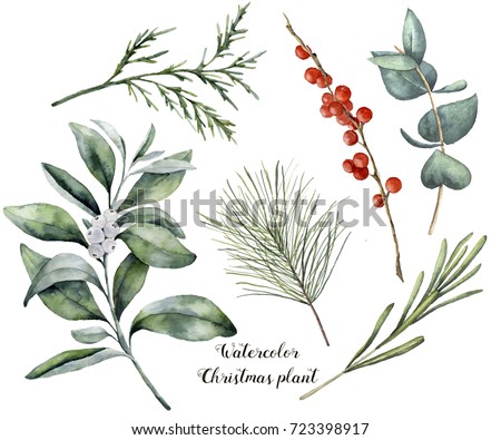 Watercolor Christmas plant and berries. Hand painted rosemary, eucalyptus, cedar, snowberry and fir branches isolated on white background. Floral botanical clip art for design or print