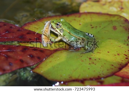 Closeup Of Frog Eating Butterfly On LilyPad Leaf In Pond Royalty-Free Stock Photo #723475993