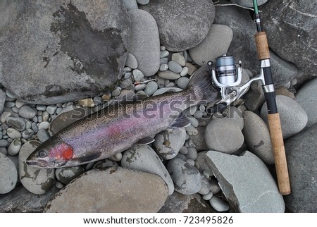 Big rainbow trout on river rocks