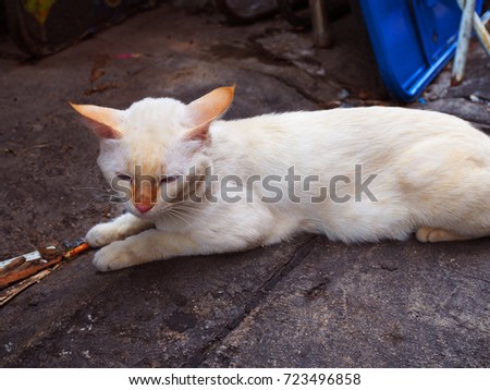 Dirty white fur stray cat lying down sleeping on grainy texture grey black stained cement road floor, part of blue folded table, used cigarette and wooden trash pieces