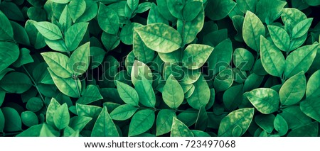 Creative layout made of green leaves. Flat lay. Nature background Royalty-Free Stock Photo #723497068