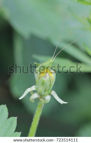 a macro of a grasshopper on a yellow flower. fresh and juicy summer photos of flora and fauna