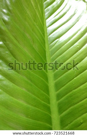 green leave background
