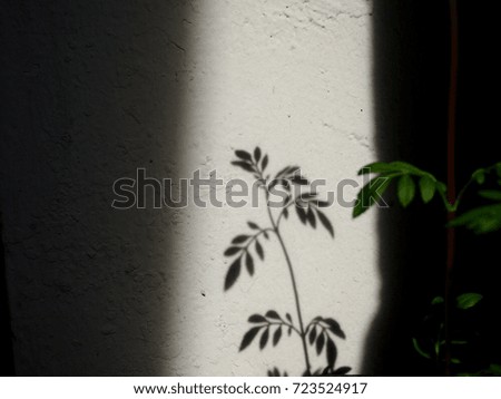 Shadow of plant tree on old white wall texture behind blurred green plant leaves