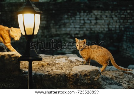 Two red cat under the street lamp in the old town