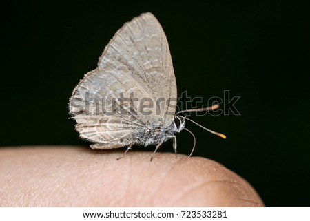 A brown butterfly on a finger