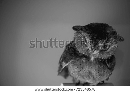 Beautiful staff owl with copy space. Black and white picture style.
