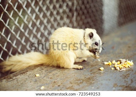 Closeup image of squirrel eating nuts at Thailand Samui park.