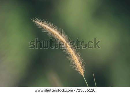 Flower grass is a naturally occurring flower. Available in all regions of the world. Some beautiful species are fragrant.