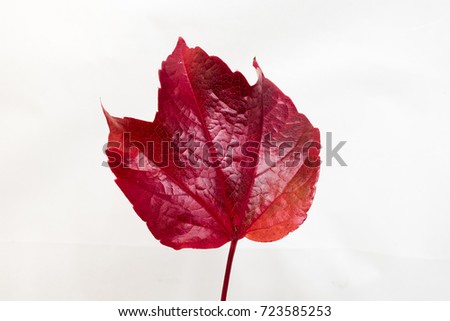 Red leaf isolated
