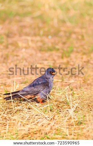 Red footed Falcon. Falco vespertinus. Yellow nature background.
