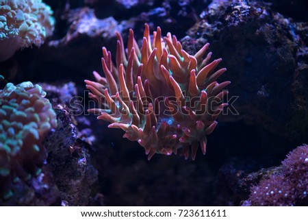 close up of red bubble tip anemone