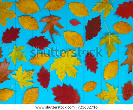  autumn leaves on wooden blue background