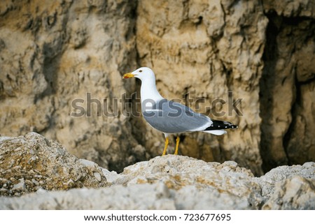 Seagull on rocks