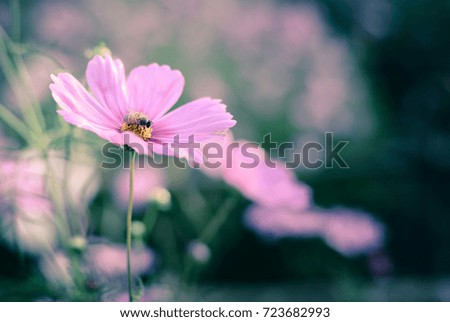 Pink cosmos flower with a bee closeup and vintage style image.