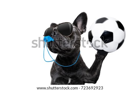 referee arbitrator umpire french bulldog dog blowing blue whistle in mouth ,catching a soccer ball,  isolated on white background