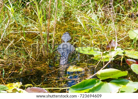 American Alligator in Florida Wetland. Everglades National Park in USA. Popular place for tourists, wild nature and animals.