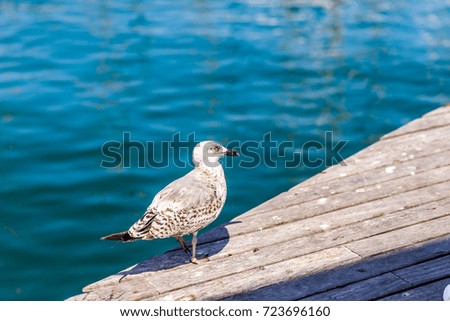 Seagull close up portrait. Blue clean ocean water on background