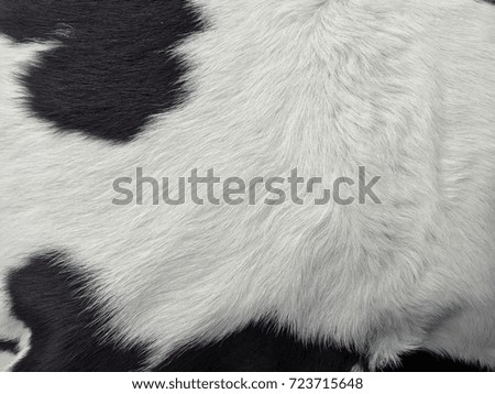 Cow Skin with white black hairy, blackground.