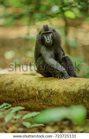 monkey in Sulawesi
