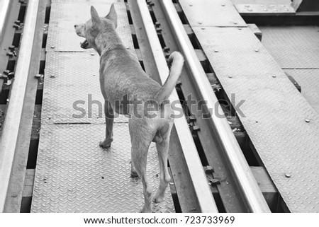 Homeless dog is walking on the railway tracks on the bridge in Thailand. This route was constructed by the captive in world war II. This image was blurred or selective focus. Black and white picture.