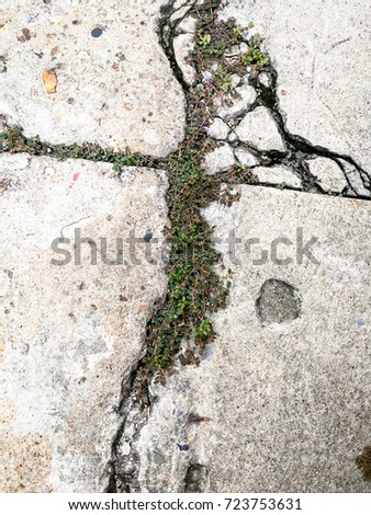 Weed growing on cracks on cement floor.

