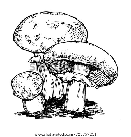 Mushrooms engraving vector illustration. Scratch board style imitation. Hand drawn image.