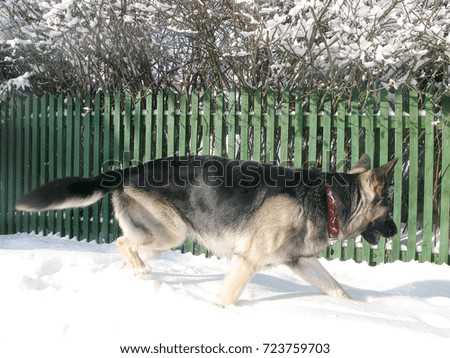 A shepherd dog running along a wooden fence in the deep snow, outdoor photo