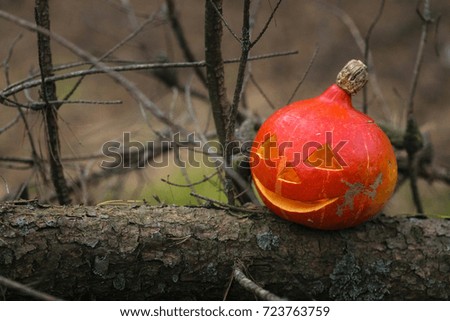 pumpkin lantern in a pine forest in autumn