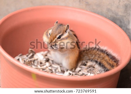 A chipmunk eating sunflower seeds in a flower pot