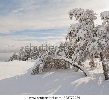 Pine trees in a mountainous area covered with snow on a sunny winter day