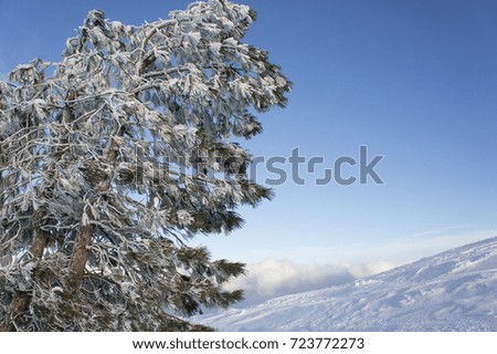 Pine trees in a mountainous area covered with snow on a sunny winter day